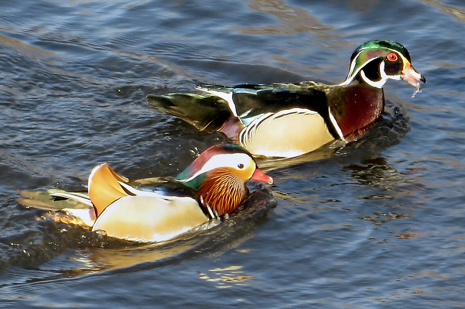 Fowl Weather